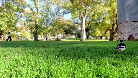 la alondra de la urraca en busca de alimento en un jardín verde y exuberante