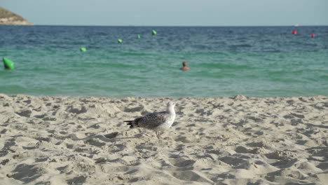 gaviota en la playa en magaluf durante un día soleado