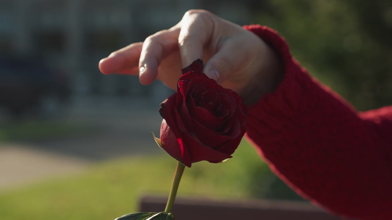 Detail ruky jemně držící a prohlížející červenou růži na slunci s jemným zaostřením na zelené venkovní pozadí. Ruka má na sobě oděv s dlouhým rukávem, zdůrazňující opatrnou interakci mezi člověkem.