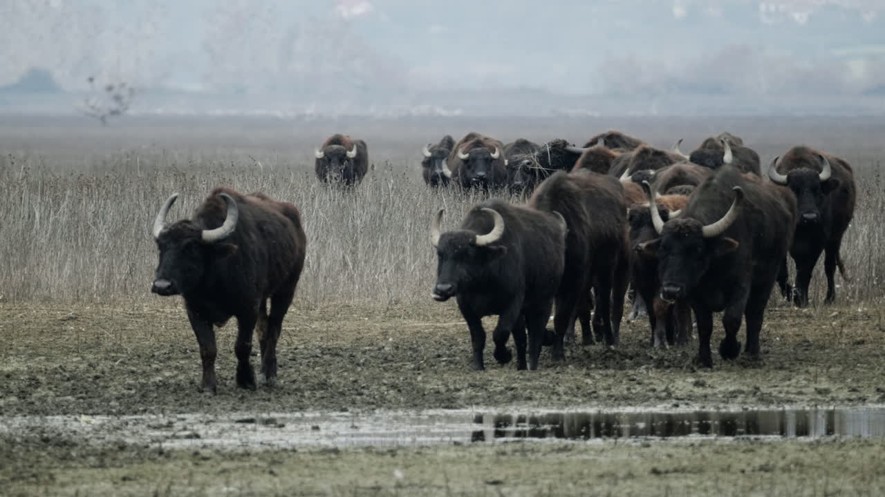 Un gruppo di bufali d'acqua si muove costantemente attraverso il paesaggio fangoso delle zone umide di Kerkini. Ideale per documentari sulla natura o studi ambientali.