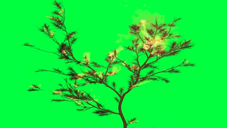 burning tree on green screen