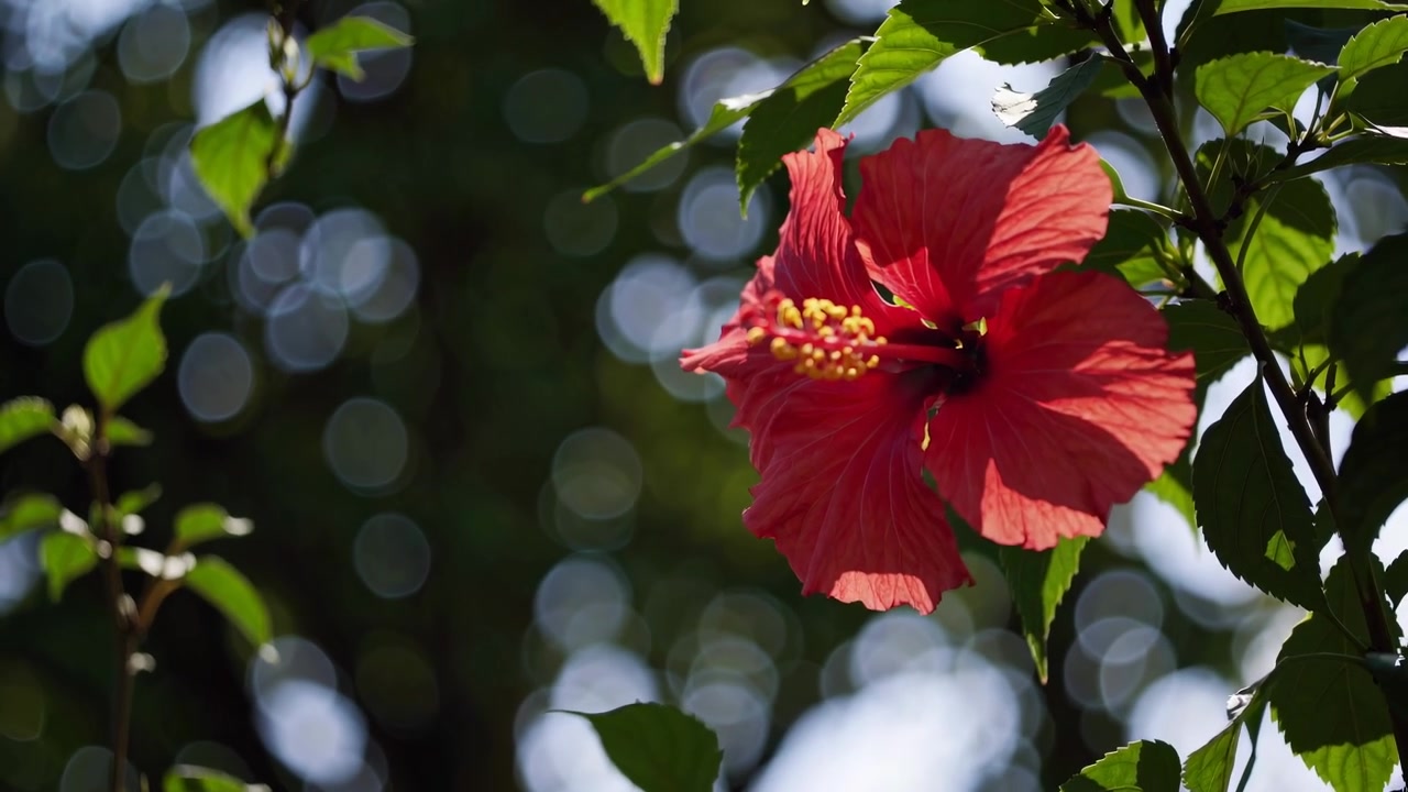 Fiore di ibisco rosso vivace che sboccia in un giardino botanico soleggiato.