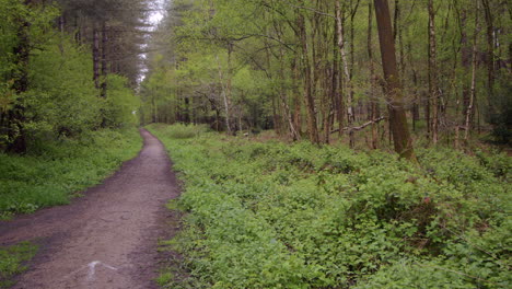 Wide-shot-of-a-forest-path-track-left-of-frame-with-pine-and-silver-Birch-trees-with-brambles-in-a-forest-in-Nottinghamshire