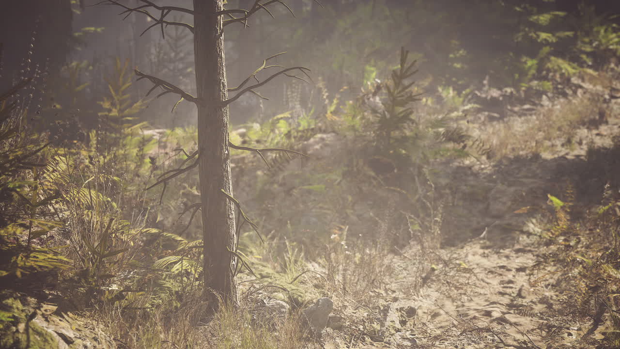 Peaceful forest path surrounded by greenery in canada during daytime