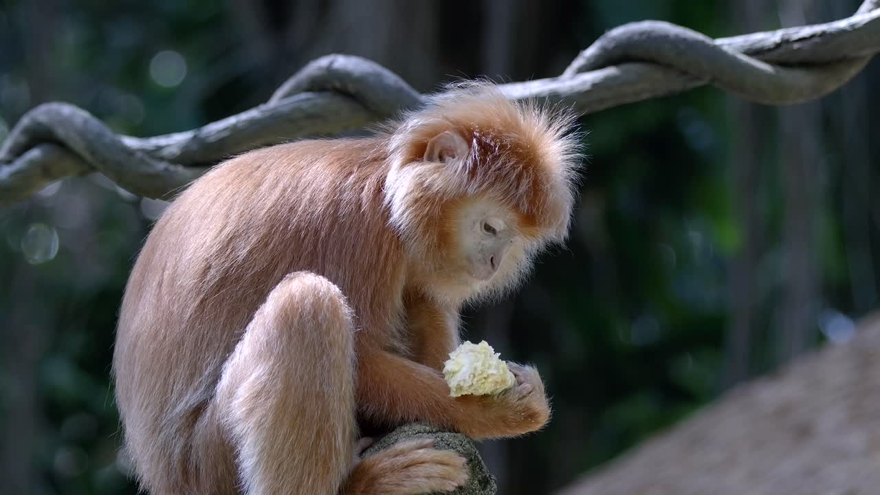 javan langur alimentándose y comiendo comida mientras está sentado en la rama de un árbol