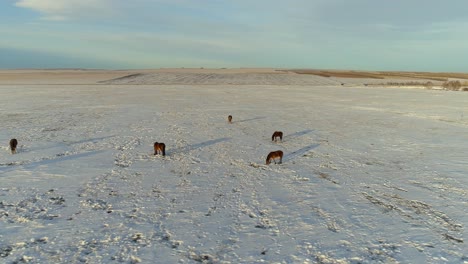 horses grazing in a snowy field