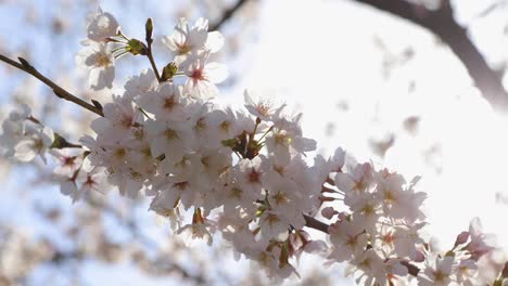 the best cherry blossom in tokyo