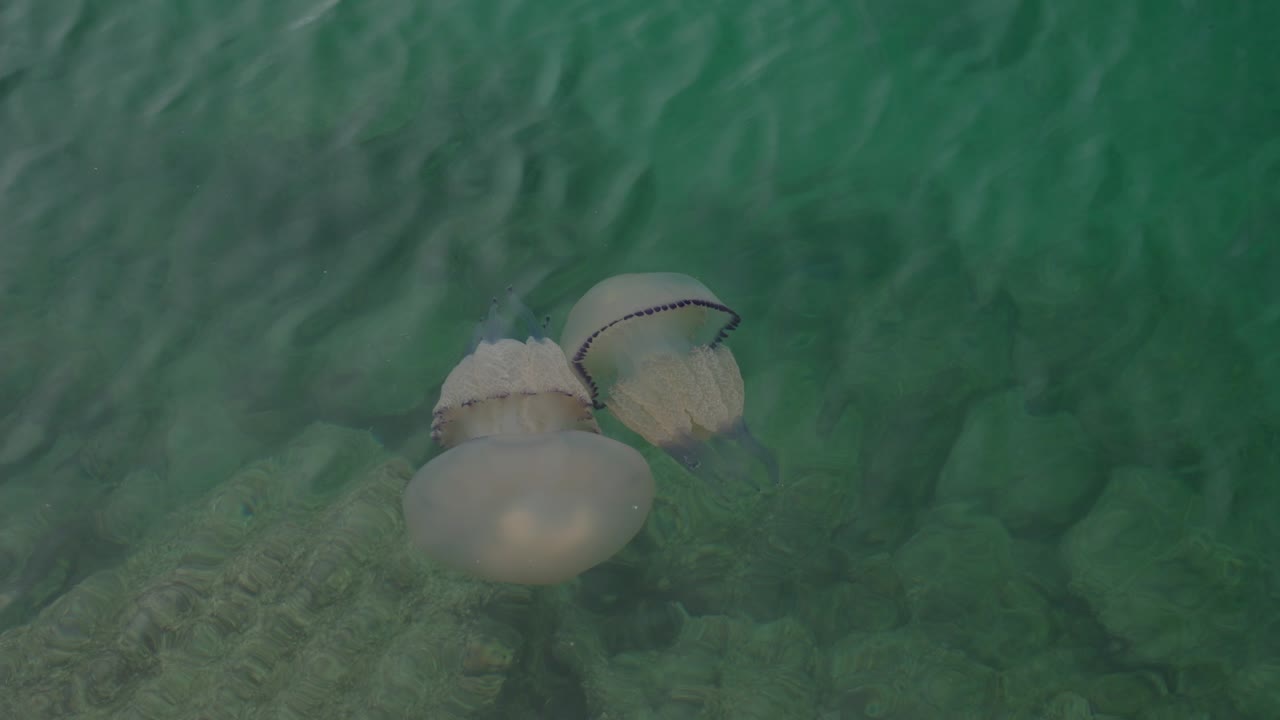 Two barrel jellyfish swimming in clear sea water, near the rocky shoreline
