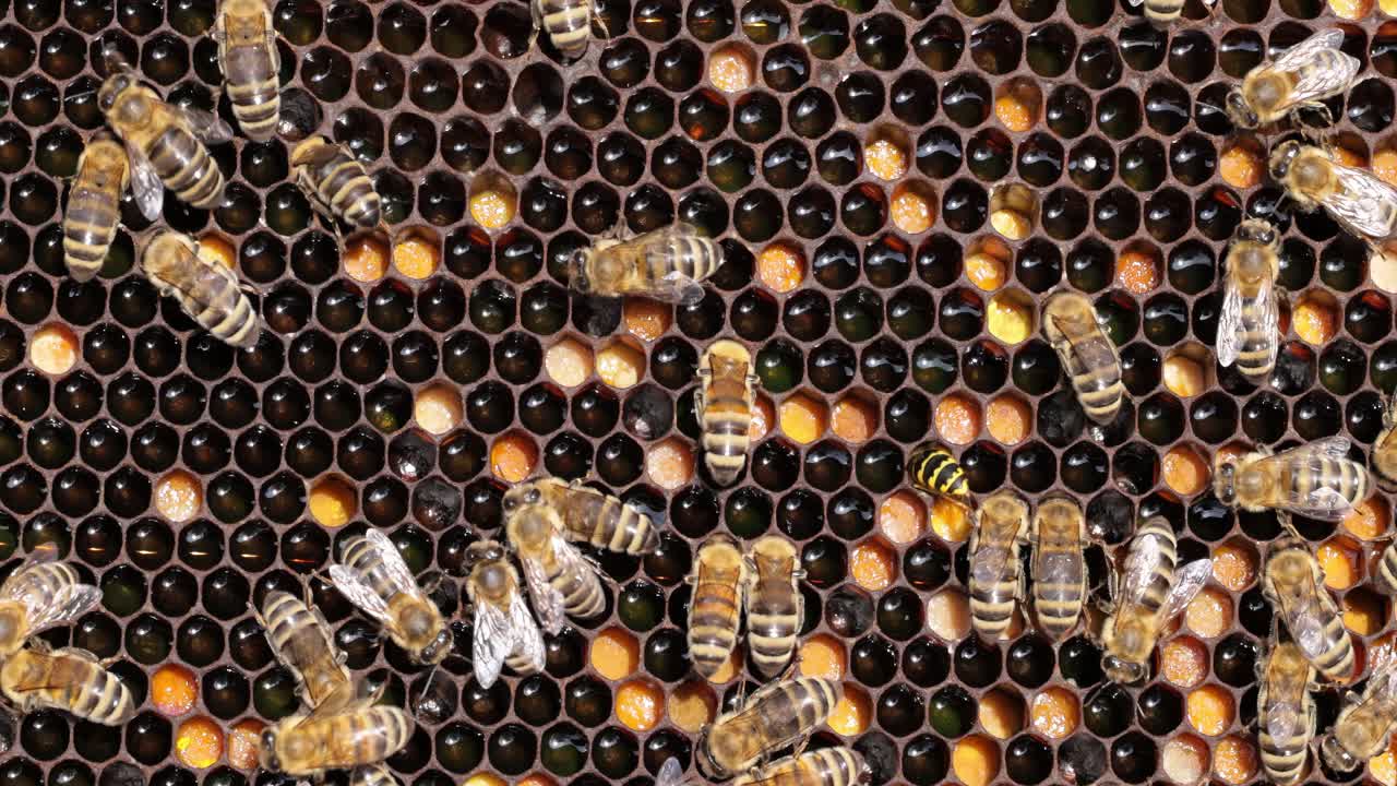 Honey Bees working on honeycomb close-up shot. Bees are best known to humans for their ecological roles as pollinators
