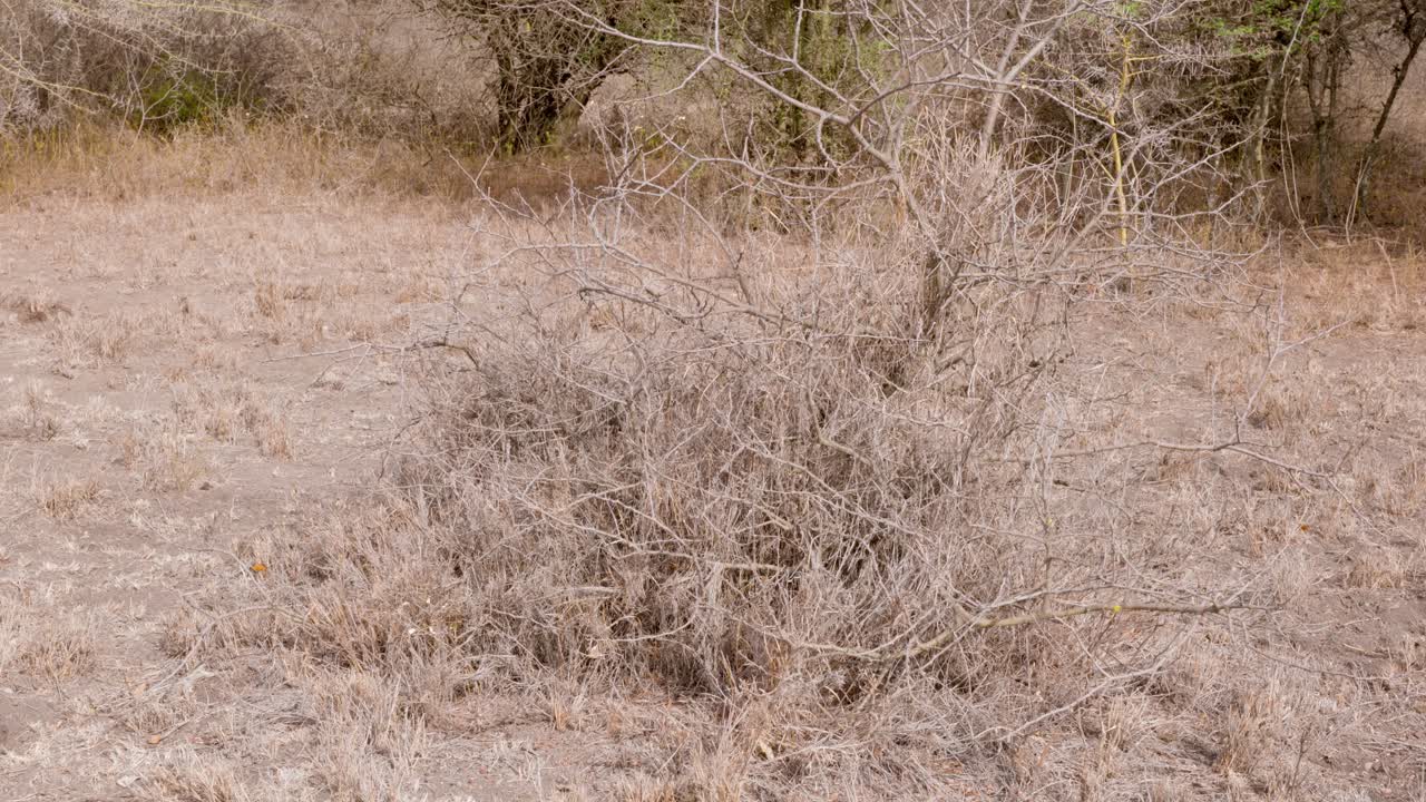 아프리카 사바나에서 마른 덤불의 클로즈업 샷