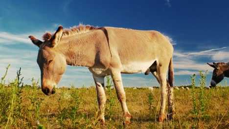 serene summer day where donkeys peacefully graze on a lush green pasture