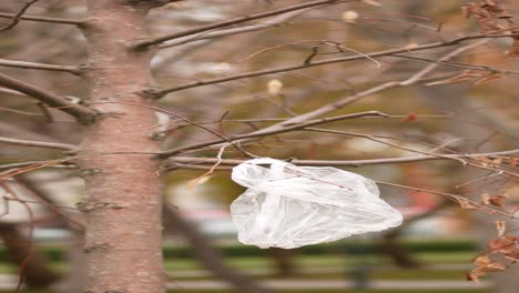 plastic bag on a tree branch