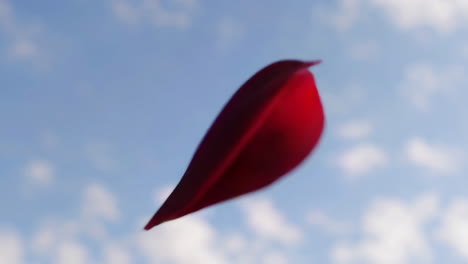 rose petals in the sky