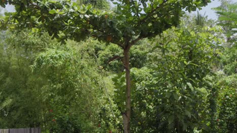 Pájaro-Cometa-Brahminy-En-Vuelo-Con-El-Bosque-Verde-En-El-Fondo---Disparo-En-Cámara-Lenta