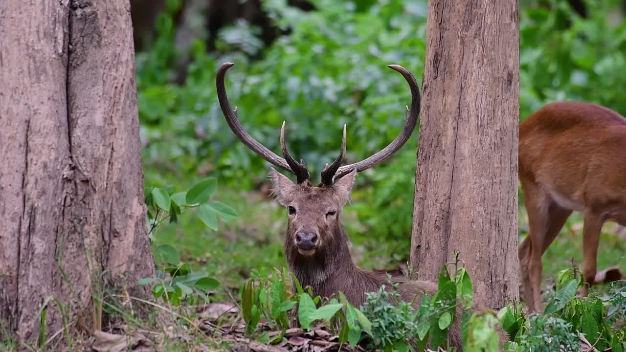 el ciervo del campo es una especie en peligro de extinción debido a la pérdida de hábitat y la caza