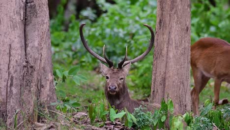 Der-Eldhirsch-Ist-Aufgrund-Von-Lebensraumverlust-Und-Jagd-Eine-Vom-Aussterben-Bedrohte-Art