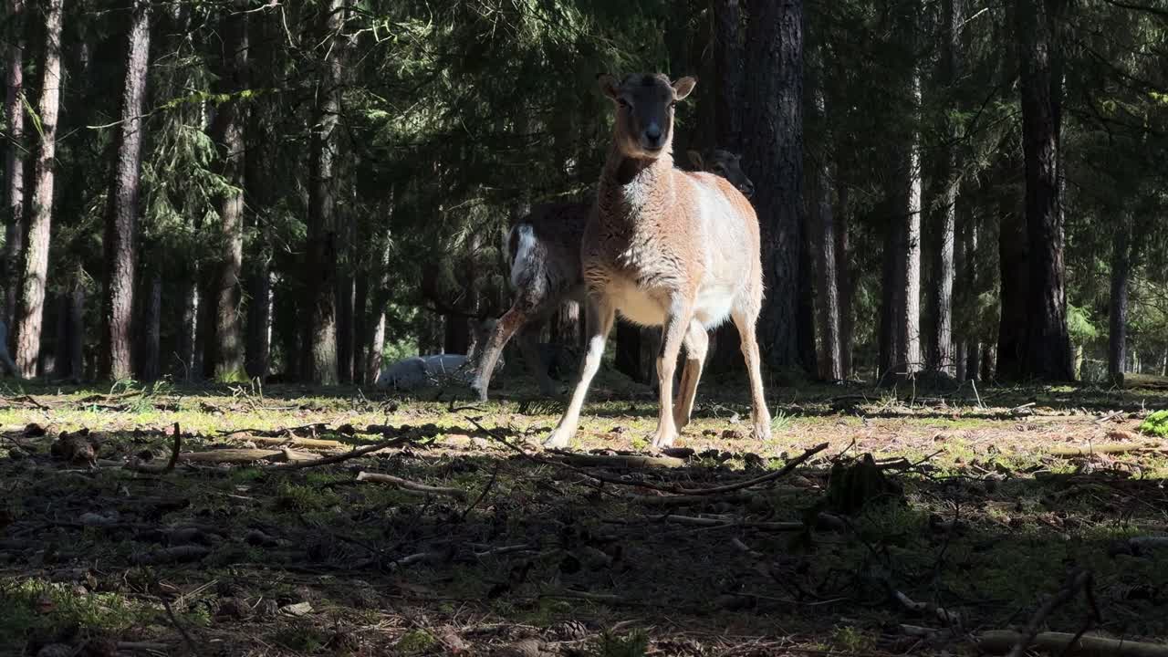 ciervos pastando en un claro de bosque iluminado por el sol