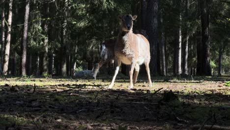 ciervos pastando en un claro de bosque iluminado por el sol