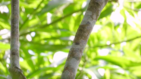 colorful squirrel cuckoo in santa marta, colombia