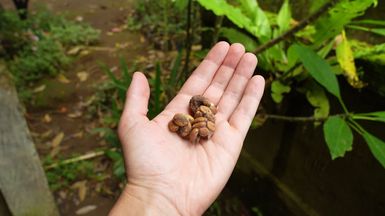 Beans from civet droppings rest in an open palm above a lush Indonesian garden, static POV shot