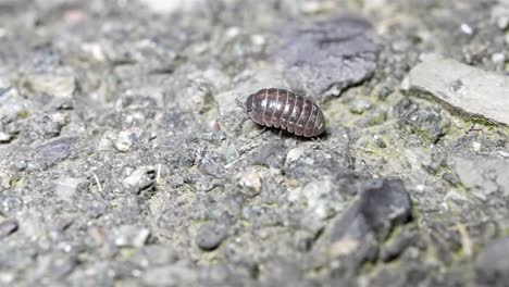 slow motion tracking follow of pill bug crawling as light shimmers off of protective shell