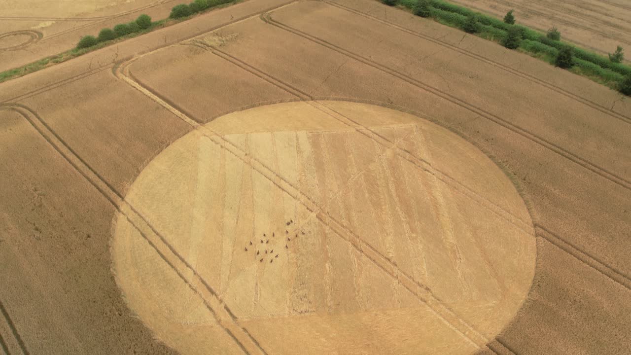 Golden remains of removed crop circle aerial view circling harvested Tufton wheat field in Hampshire