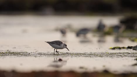 Medium-shot-of-a-sanderling-walking-on-wet-sandy-beach-probing-and-foraging-for-food-with-other-birds-out-of-focus-in-the-background,-late-afternoon-and-in-slow-motion