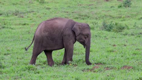 Die-Asiatischen-Elefanten-Sind-Vom-Aussterben-Bedroht-Und-Sie-Sind-Auch-In-Thailand-Beheimatet