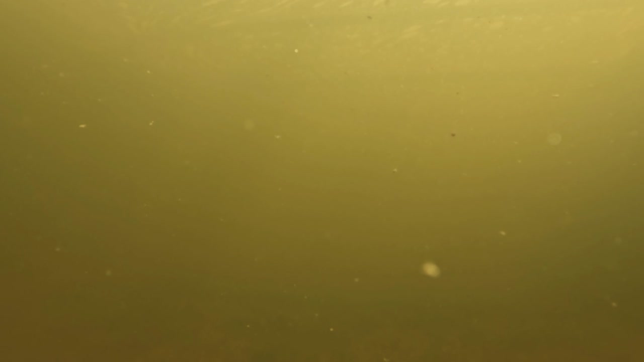 vista submarina de la alimentación de los peces, mostrando un grupo de peces con patrones manchados nadando en aguas verdes y turbias