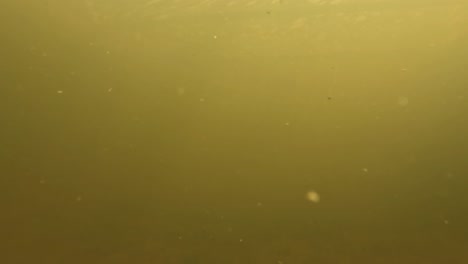 Underwater-view-of-fish-feeding,-showcasing-a-group-of-fish-with-speckled-patterns-swimming-in-green,-murky-water