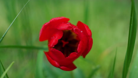 Flower-red-tulip-growing-blooming-in-nature-green-grass-garden-in-floral-field.