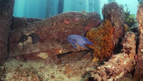 pez diablo azul del sur paraplesiops meleagris endémico sur de australia 4k cámara lenta