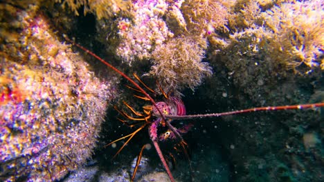 dos cangrejos escondidos en una grieta de roca