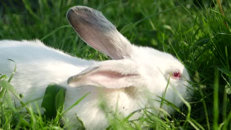 a white rabbit lying in green grass