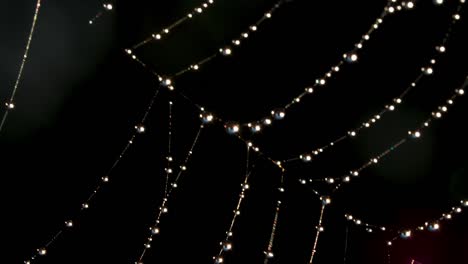 dew-kissed spiderweb at night