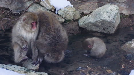 mono familiar sentado en las aguas termales bebiendo agua y disfrutando del agua caliente durante la temporada de invierno en el parque de monos de nieve japón