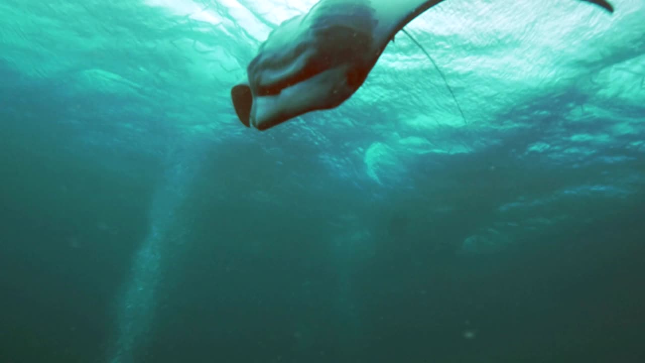 manta ray hace loopings, palau