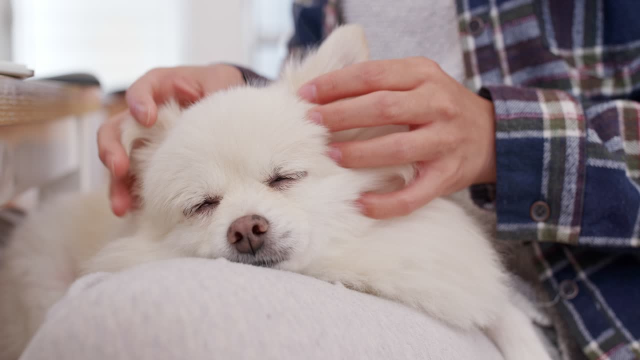 집에 있는 여자와 개