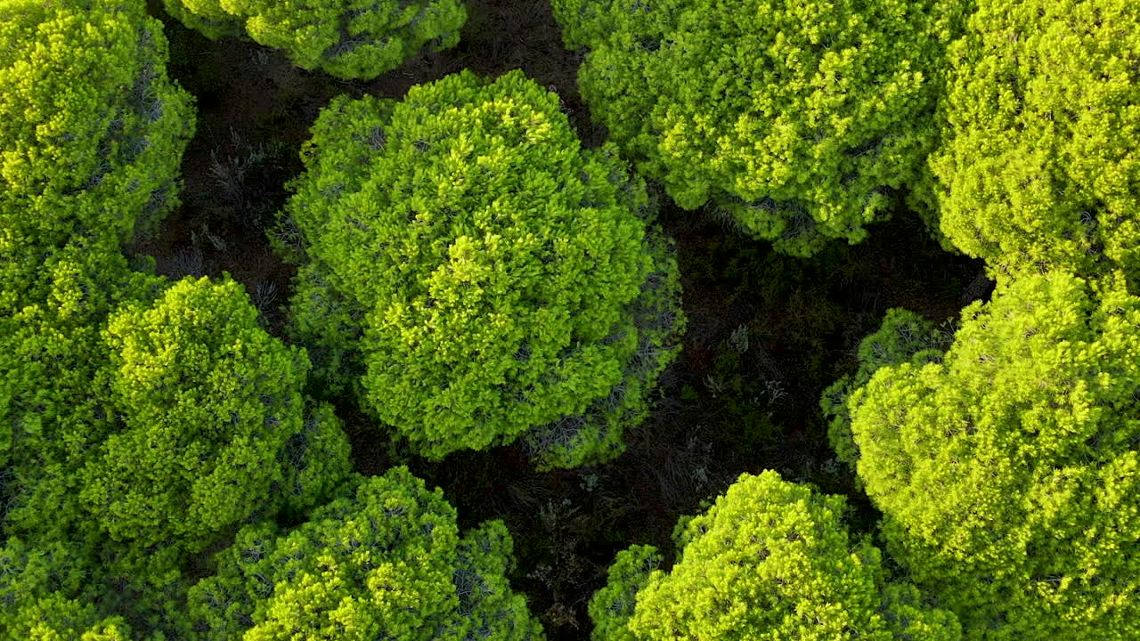 Top down and rotate over Pinus pinea - green trees aerial shoot in Spain