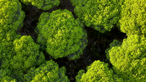 Top-down-and-rotate-over-Pinus-pinea---green-trees-aerial-shoot-in-Spain