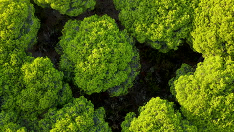 de arriba hacia abajo y gire sobre pinus pinea - toma aérea de árboles verdes en españa