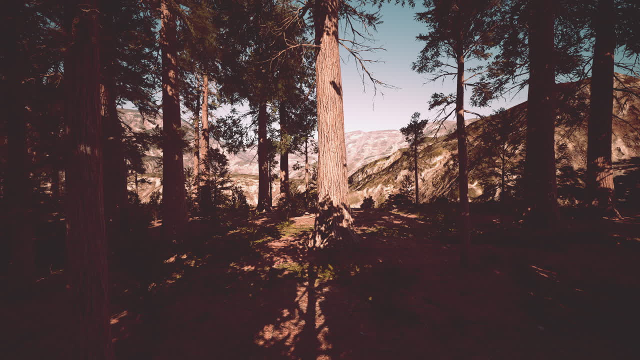 Albero di sequoia nel Parco Nazionale di Yosemite