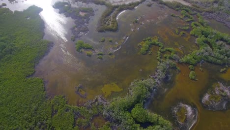 Birds-eye-view-of-a-mangrove-coast-in-the-venezuelan-Caribbean-Sea