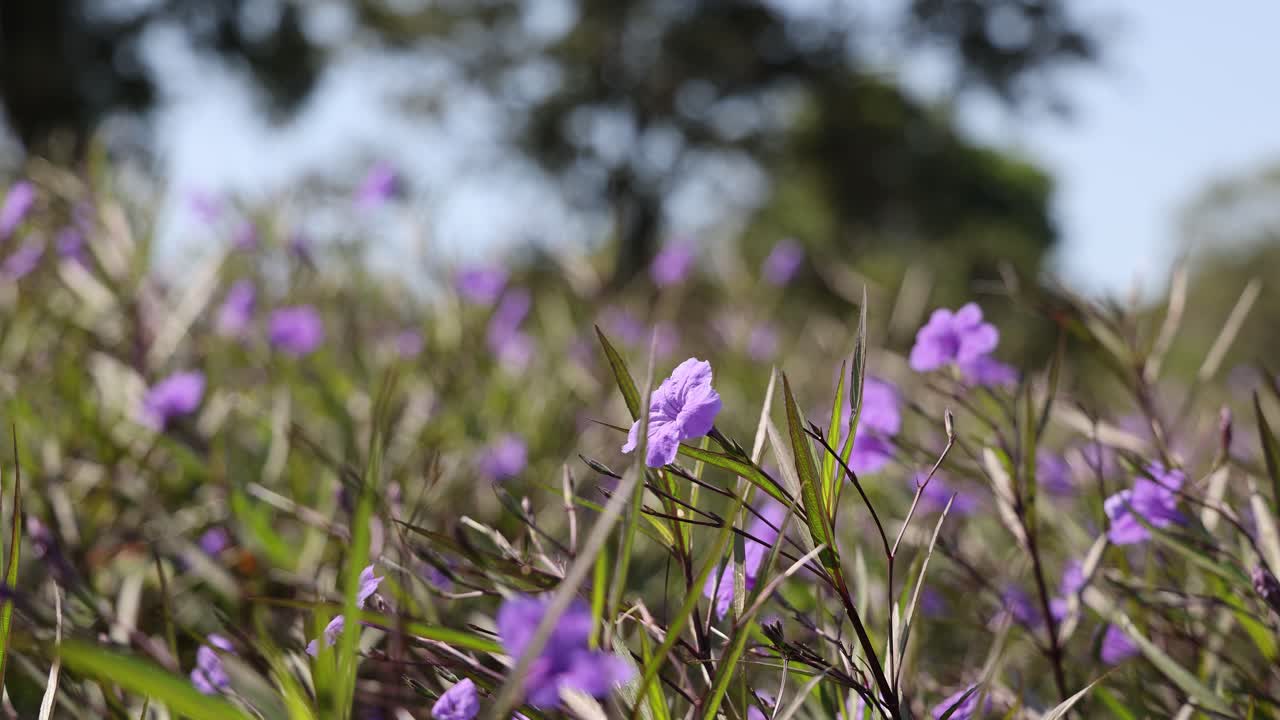 una vibrante exhibición de flores púrpuras en un campo