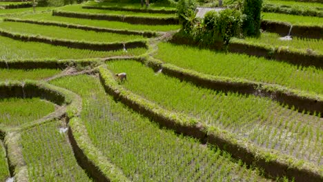 Aerial-pan-over-farmer-harvesting-rice-in-Bali,-Indonesia