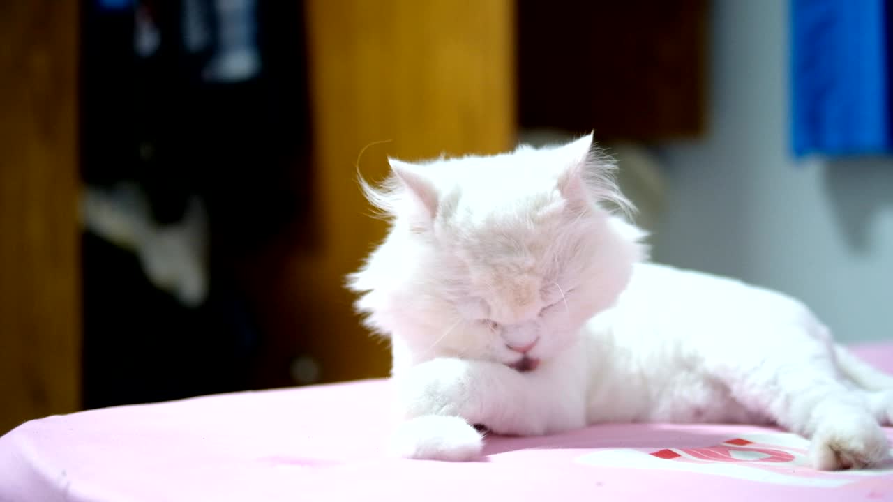 Persian white cat licking on pink bed in bedroom