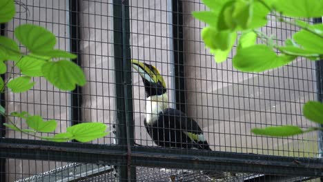 un pájaro de cuerno en el parque de aves.