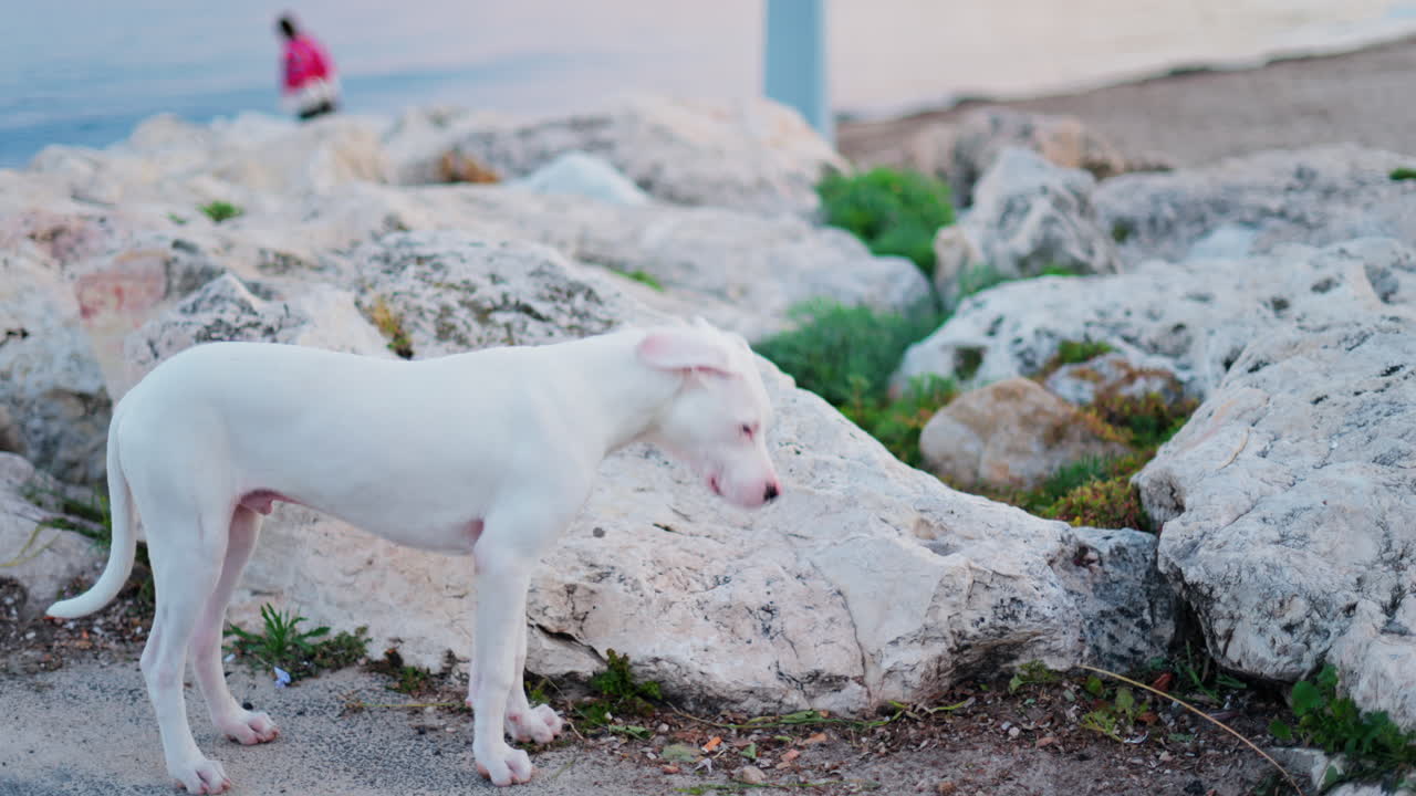 Spotless Dalmatian walking near white rugged rocks on the beach in the evening