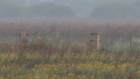 A-Red-Backed-Shrike-on-a-fence-in-its-breeding-habitat