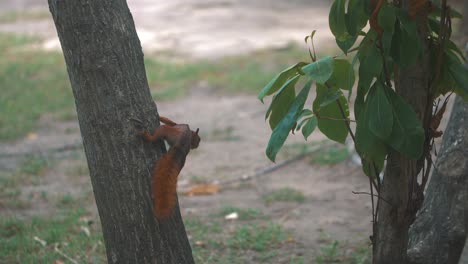 cute brown squirrel climbing a tree in a park